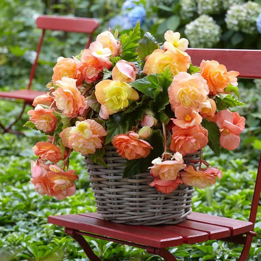 https://img-va.myshopline.com/image/store/1689135872829/-17302602133354.png?w=900&h=1200