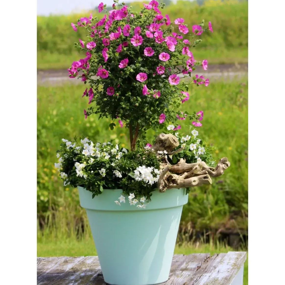 Elegant Princess Tree Cape Mallow Tree -- Blooming Machine
