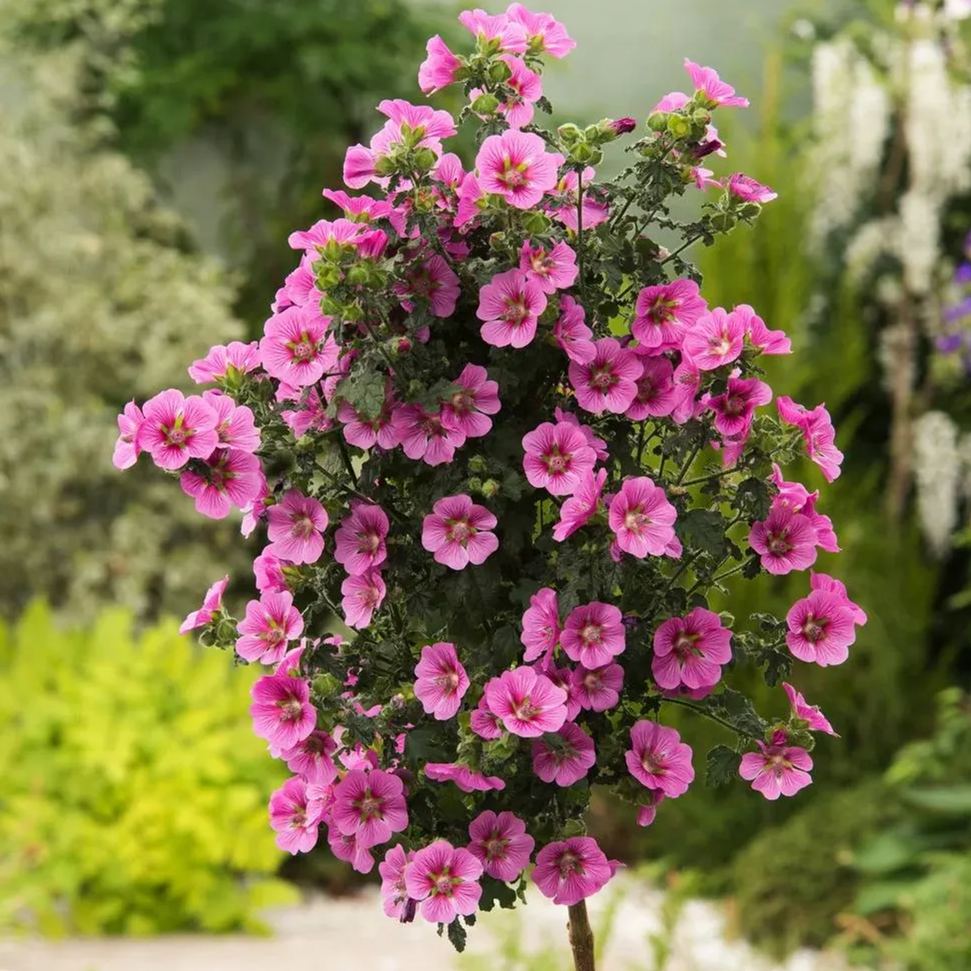 Elegant Princess Tree Cape Mallow Tree -- Blooming Machine