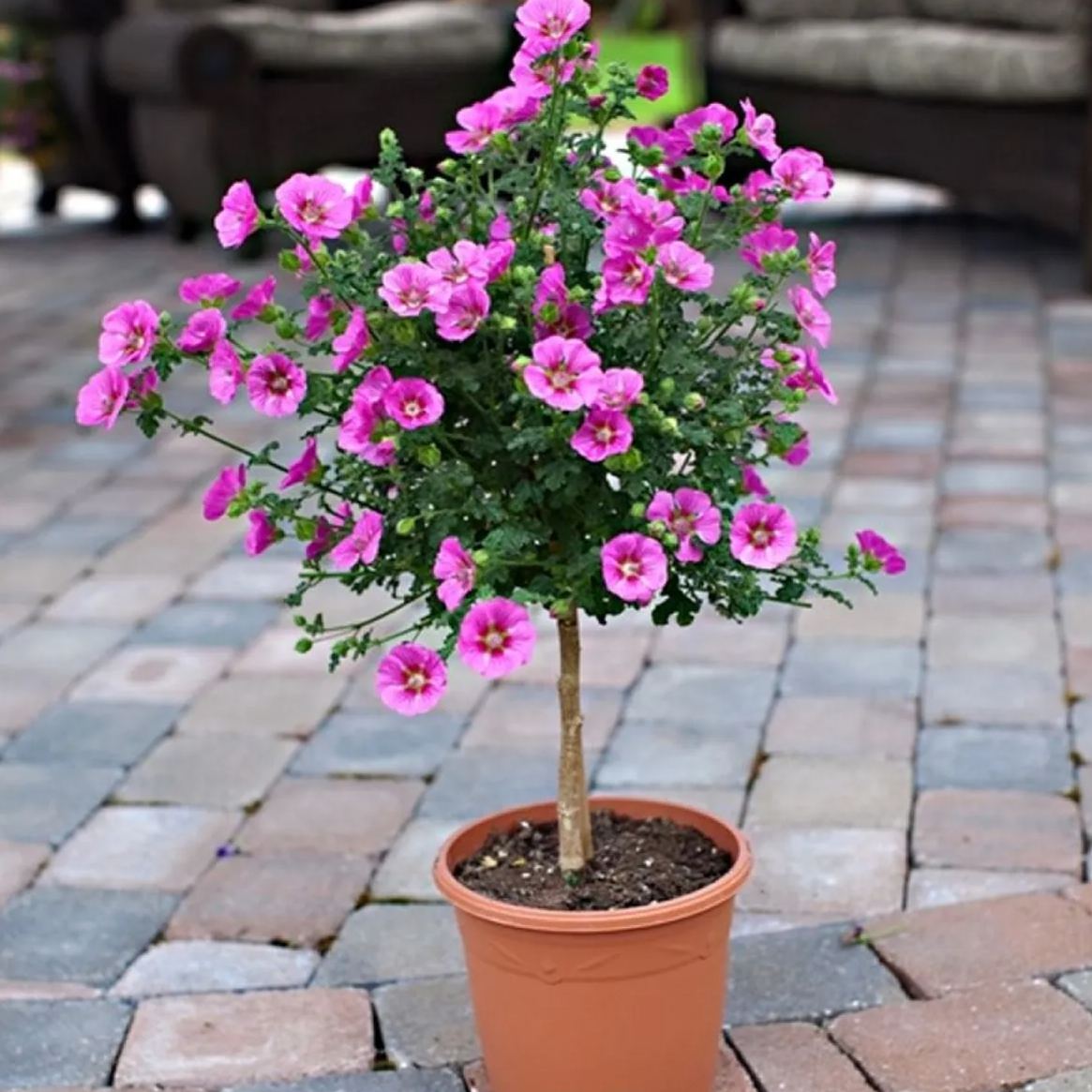 Elegant Princess Tree Cape Mallow Tree -- Blooming Machine