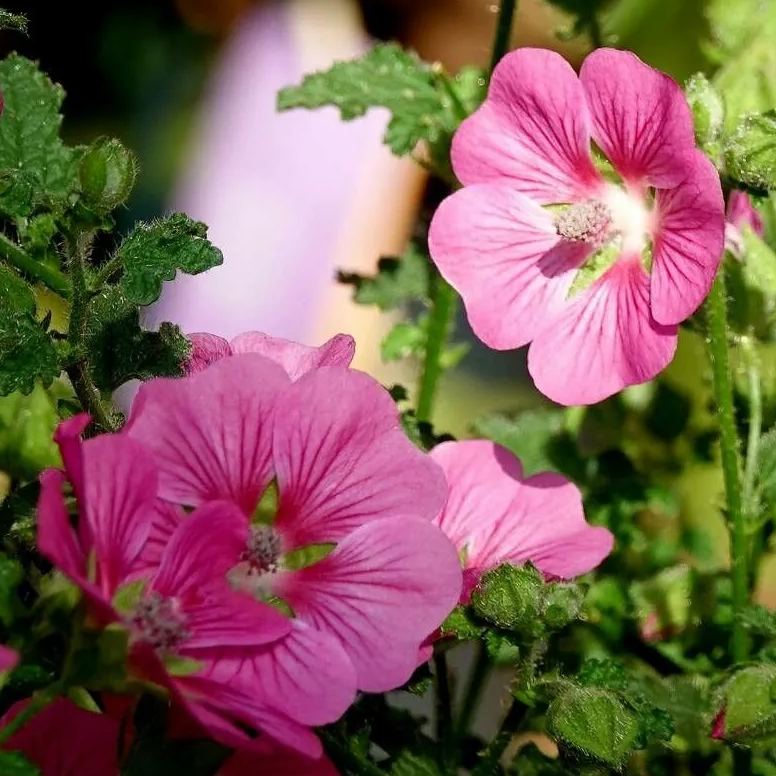 Elegant Princess Tree Cape Mallow Tree -- Blooming Machine