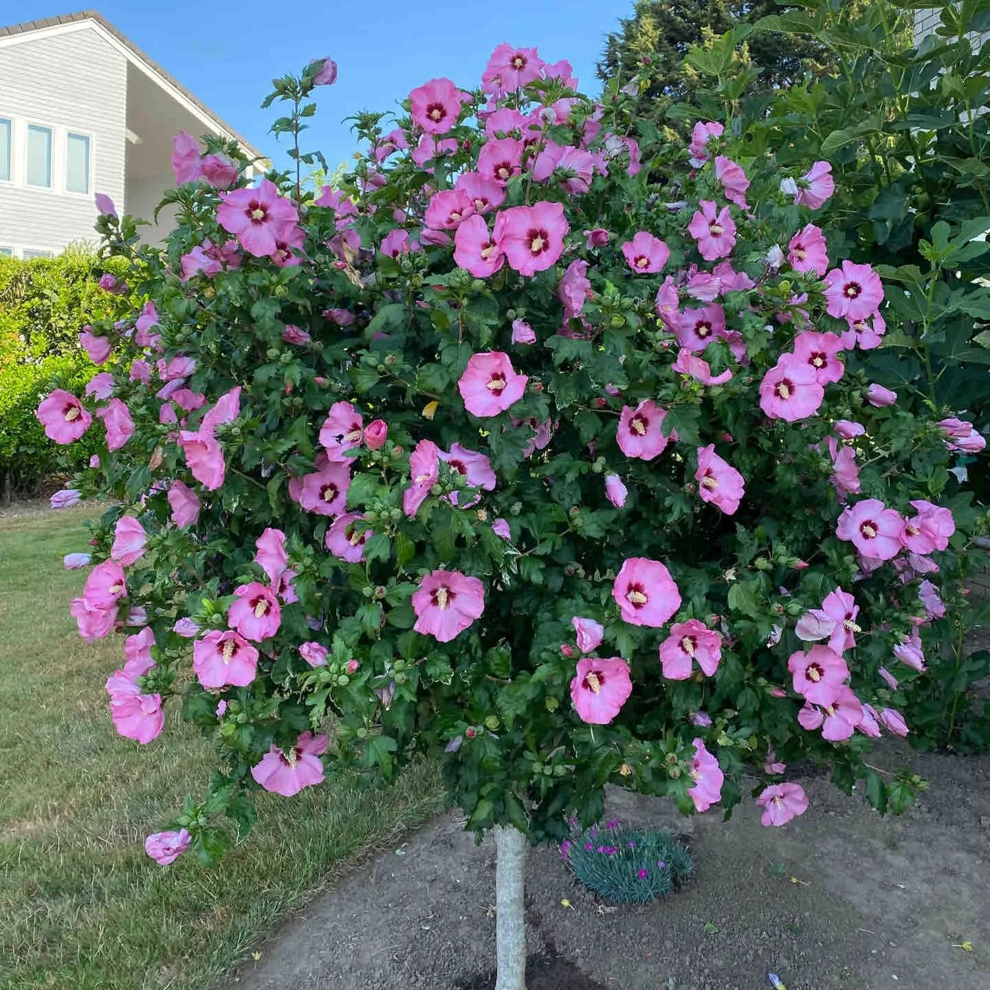 Elegant Princess Tree Cape Mallow Tree -- Blooming Machine