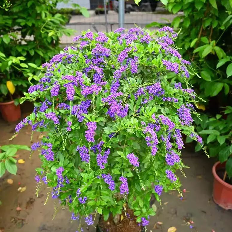 Elegant Princess Tree Cape Mallow Tree -- Blooming Machine