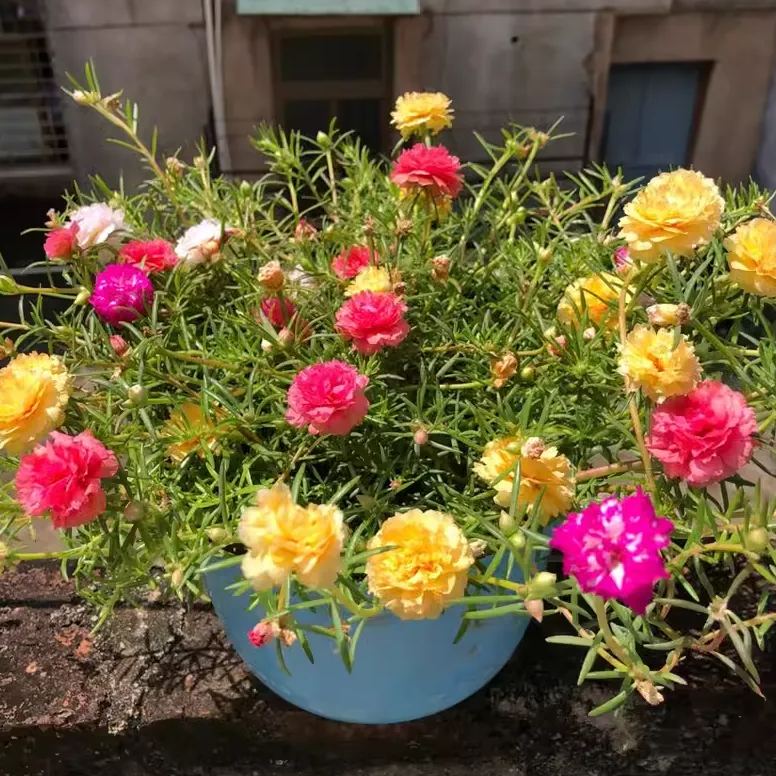 🎉5000 Pcs Muti Color Double Petal Sunflower Seeds🌺