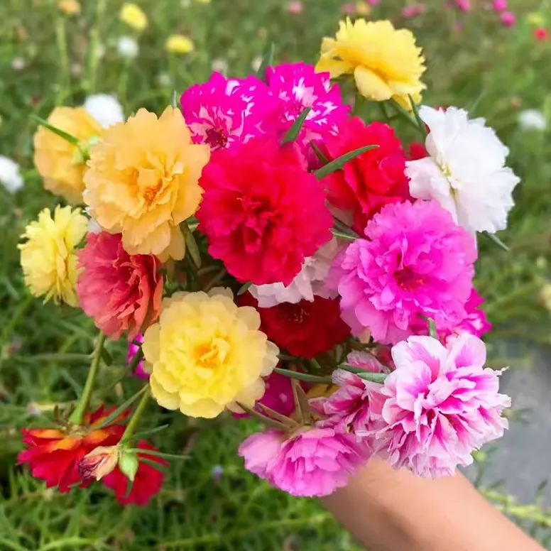 🎉5000 Pcs Muti Color Double Petal Sunflower Seeds🌺