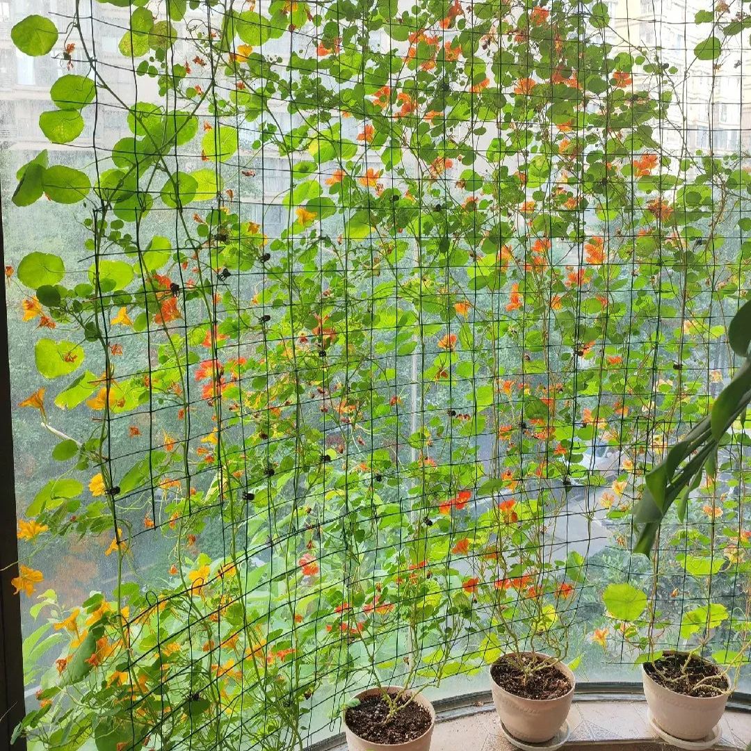 Elephant Foot Yam Rhizome--Ornamental Landscape Indoor Bonsai🪴