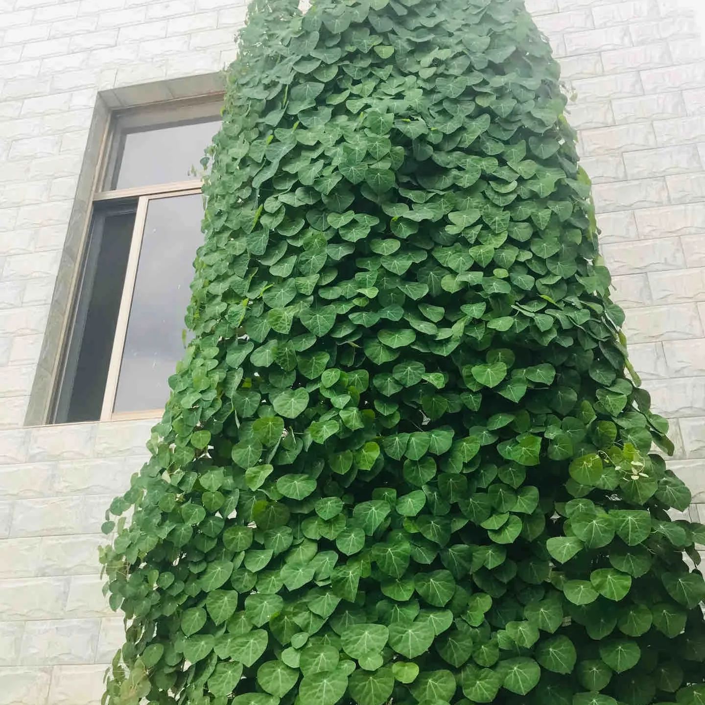Elephant Foot Yam Rhizome--Ornamental Landscape Indoor Bonsai🪴