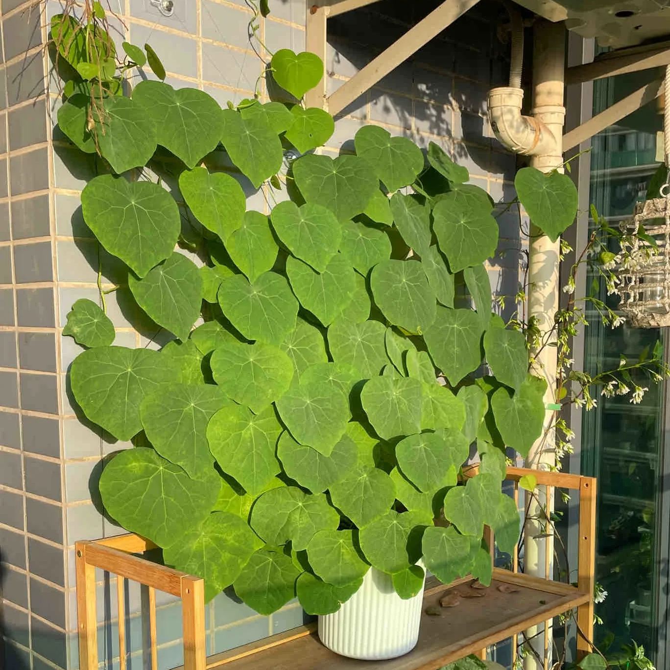Elephant Foot Yam Rhizome--Ornamental Landscape Indoor Bonsai🪴