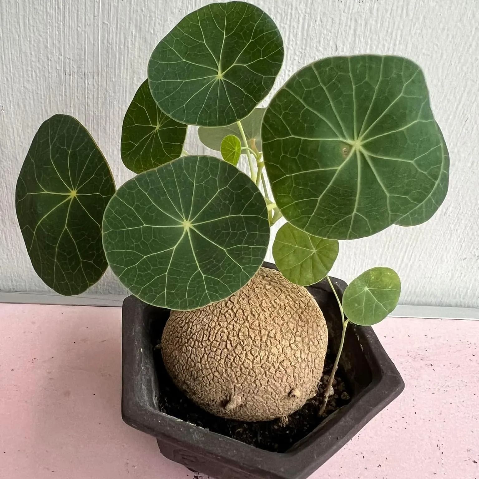 Elephant Foot Yam Rhizome--Ornamental Landscape Indoor Bonsai🪴