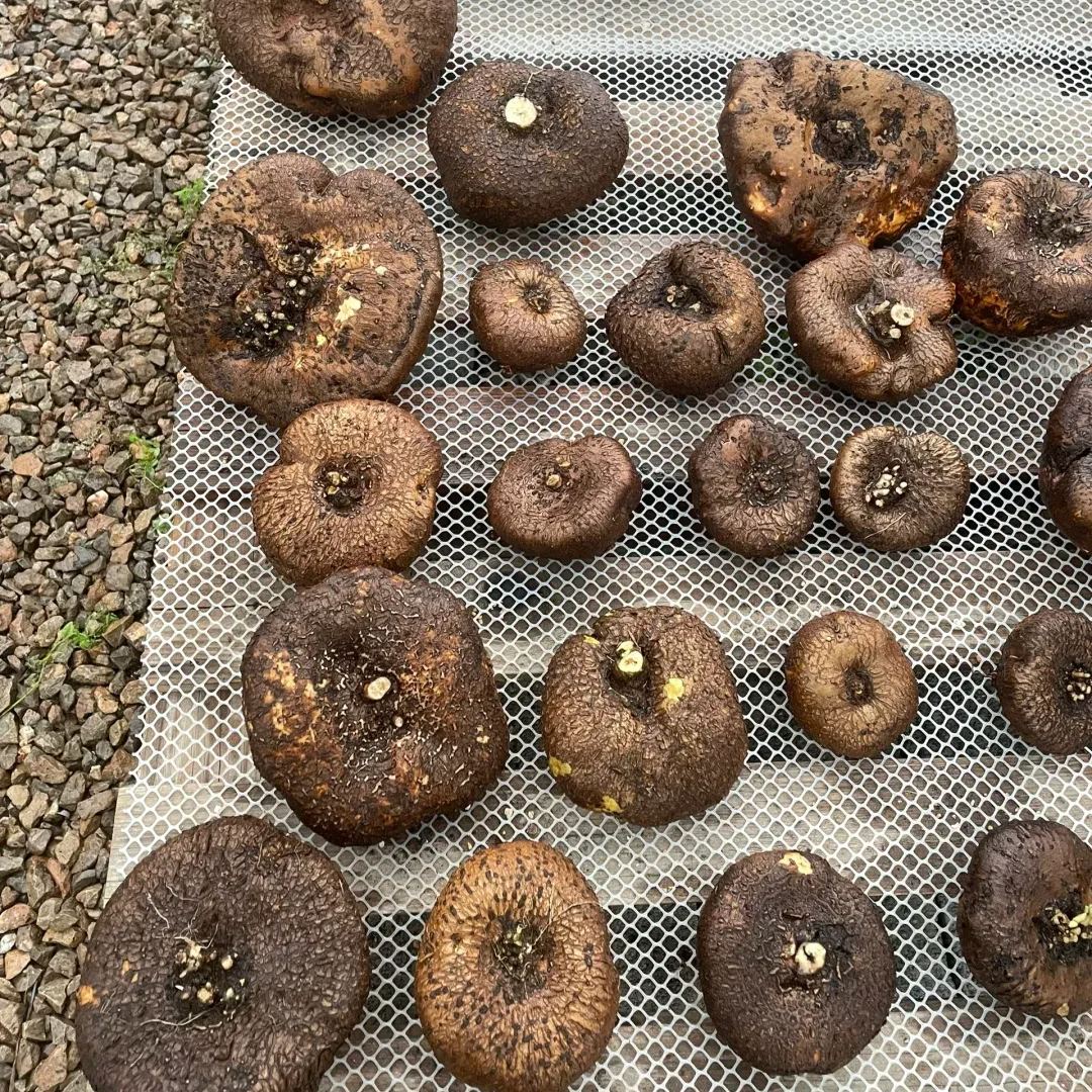 Elephant Foot Yam Rhizome--Ornamental Landscape Indoor Bonsai🪴