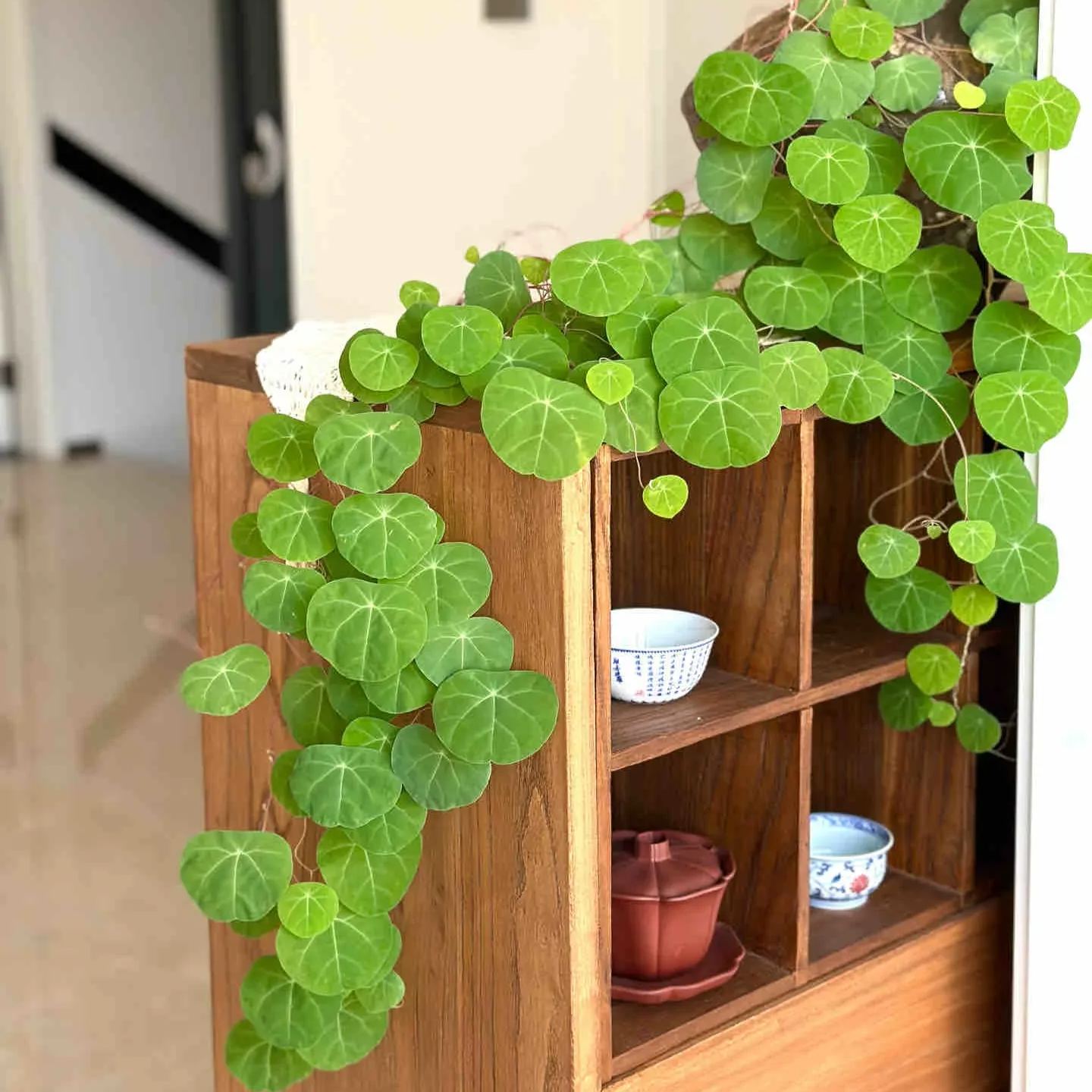 Elephant Foot Yam Rhizome--Ornamental Landscape Indoor Bonsai🪴