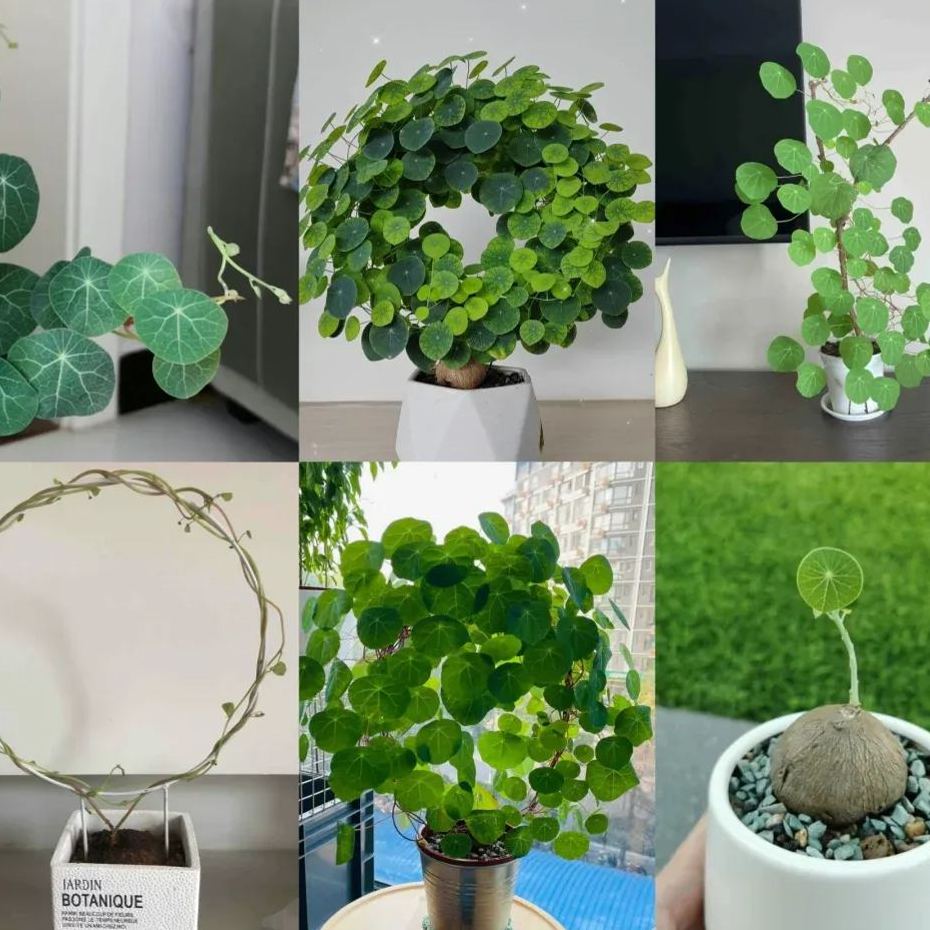 Elephant Foot Yam Rhizome--Ornamental Landscape Indoor Bonsai🪴