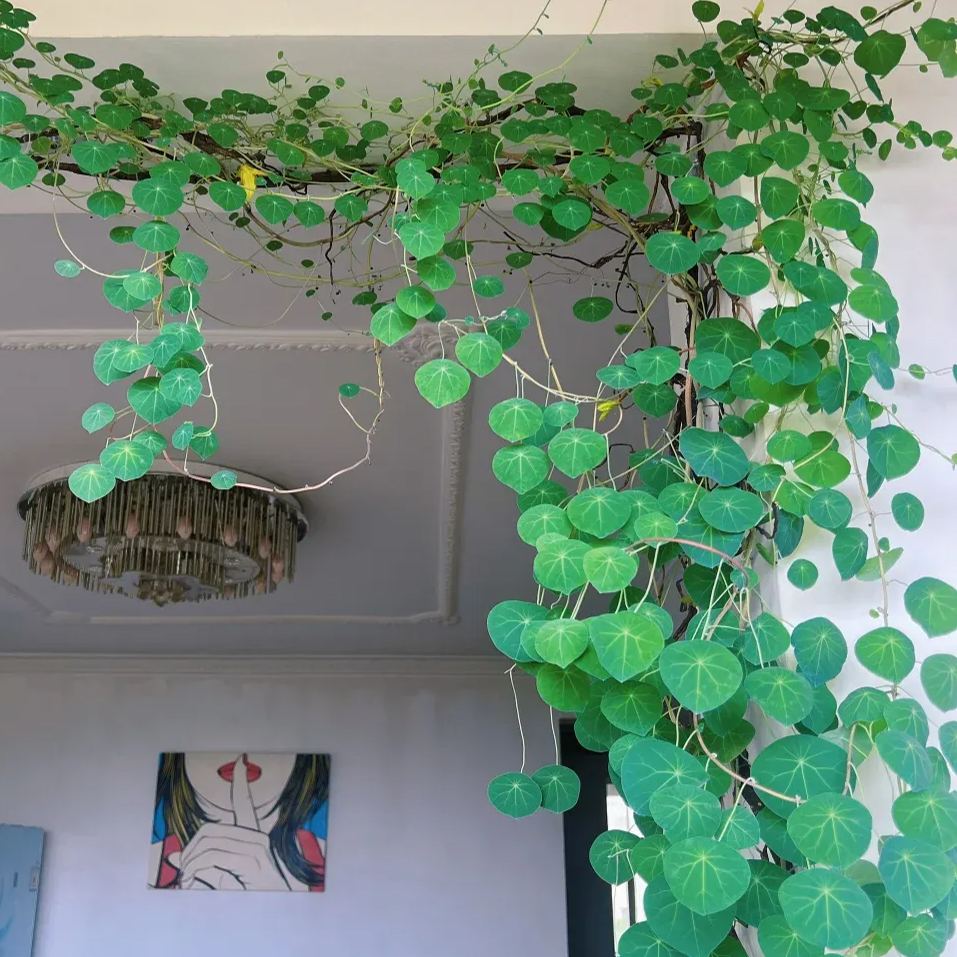 Elephant Foot Yam Rhizome--Ornamental Landscape Indoor Bonsai🪴