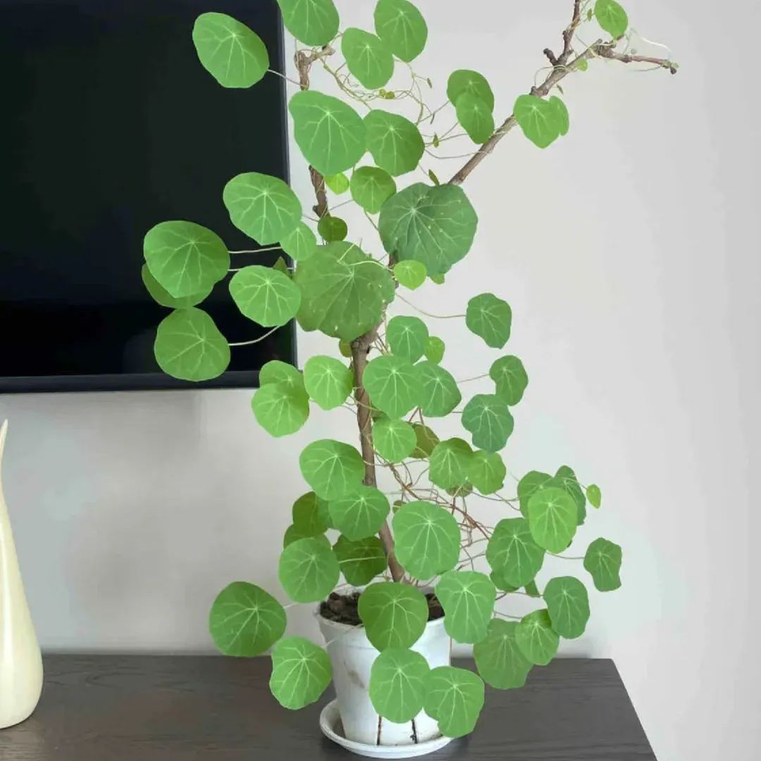 Elephant Foot Yam Rhizome--Ornamental Landscape Indoor Bonsai🪴