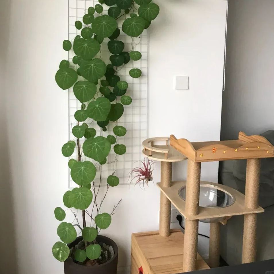 Elephant Foot Yam Rhizome--Ornamental Landscape Indoor Bonsai🪴