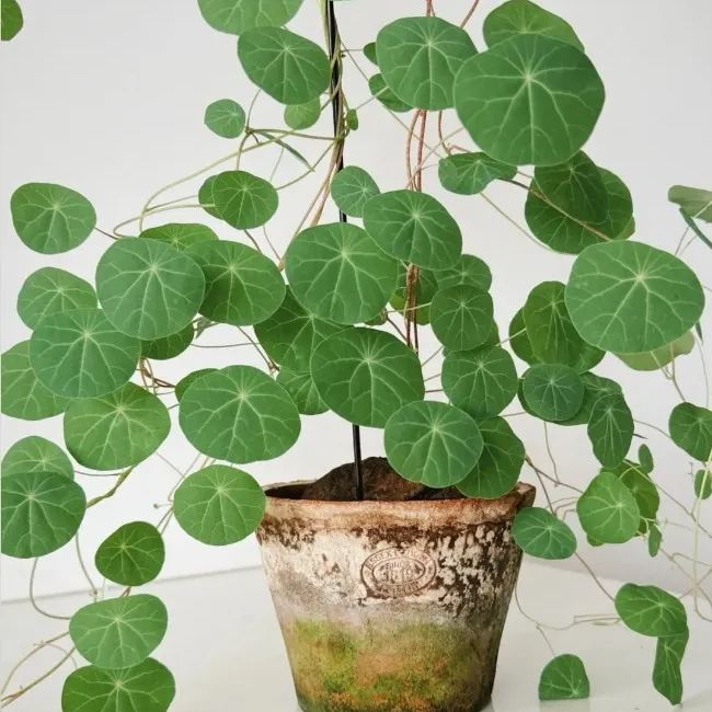 Elephant Foot Yam Rhizome--Ornamental Landscape Indoor Bonsai🪴
