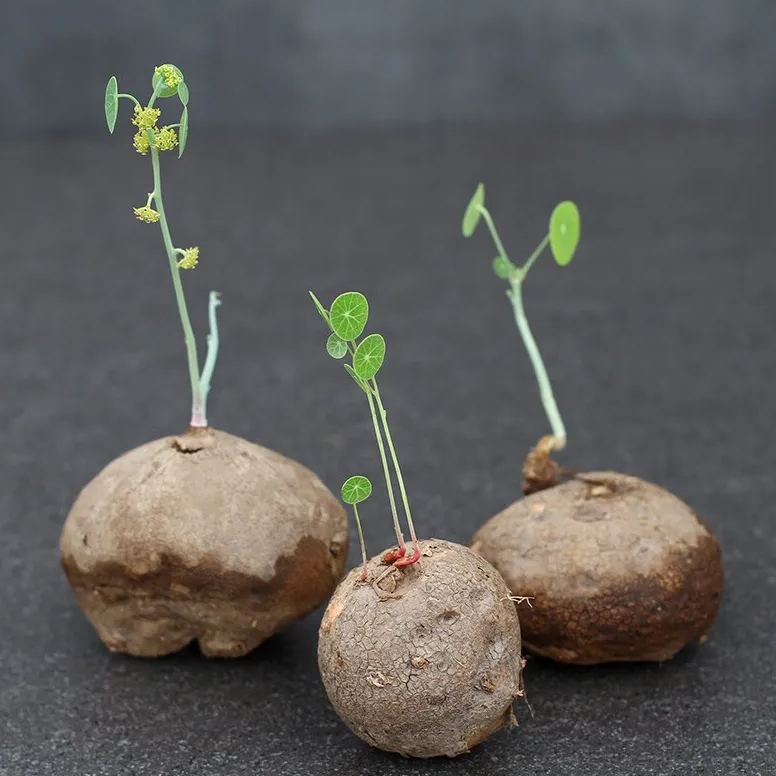 Elephant Foot Yam Rhizome--Ornamental Landscape Indoor Bonsai🪴