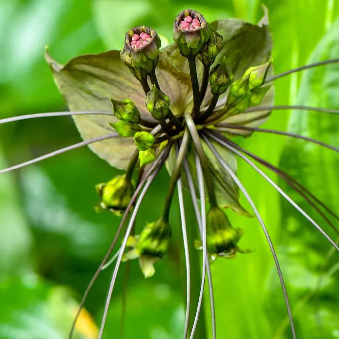 Bat Flower Tiger Whiskers Seeds