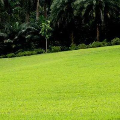  Golf Lawn Evergreen Grass Seeds Home Garden Courtyard Ground Cover Plant DIY, 300pcs Seeds