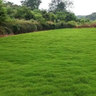  Golf Lawn Evergreen Grass Seeds Home Garden Courtyard Ground Cover Plant DIY, 300pcs Seeds