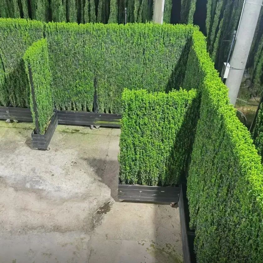 Evergreen hedge for private garden landscaping -- low maintenance