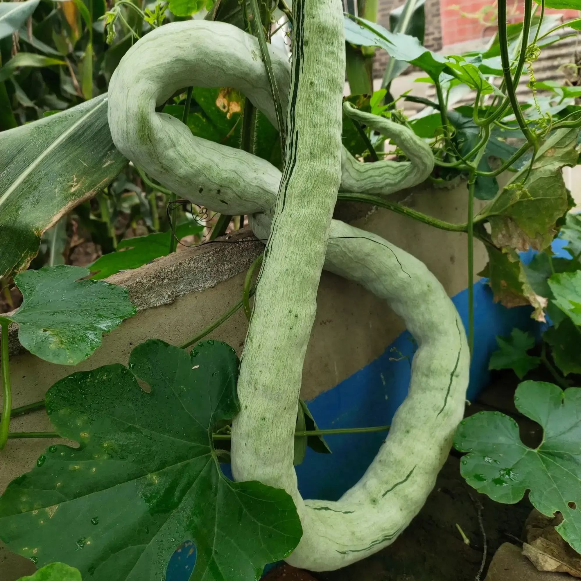 Long Green Snake Gourd Seeds🐍