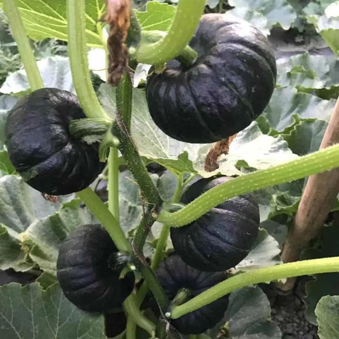 🎃Black Baby Pumpkin Seeds - Delicious & Healthy!