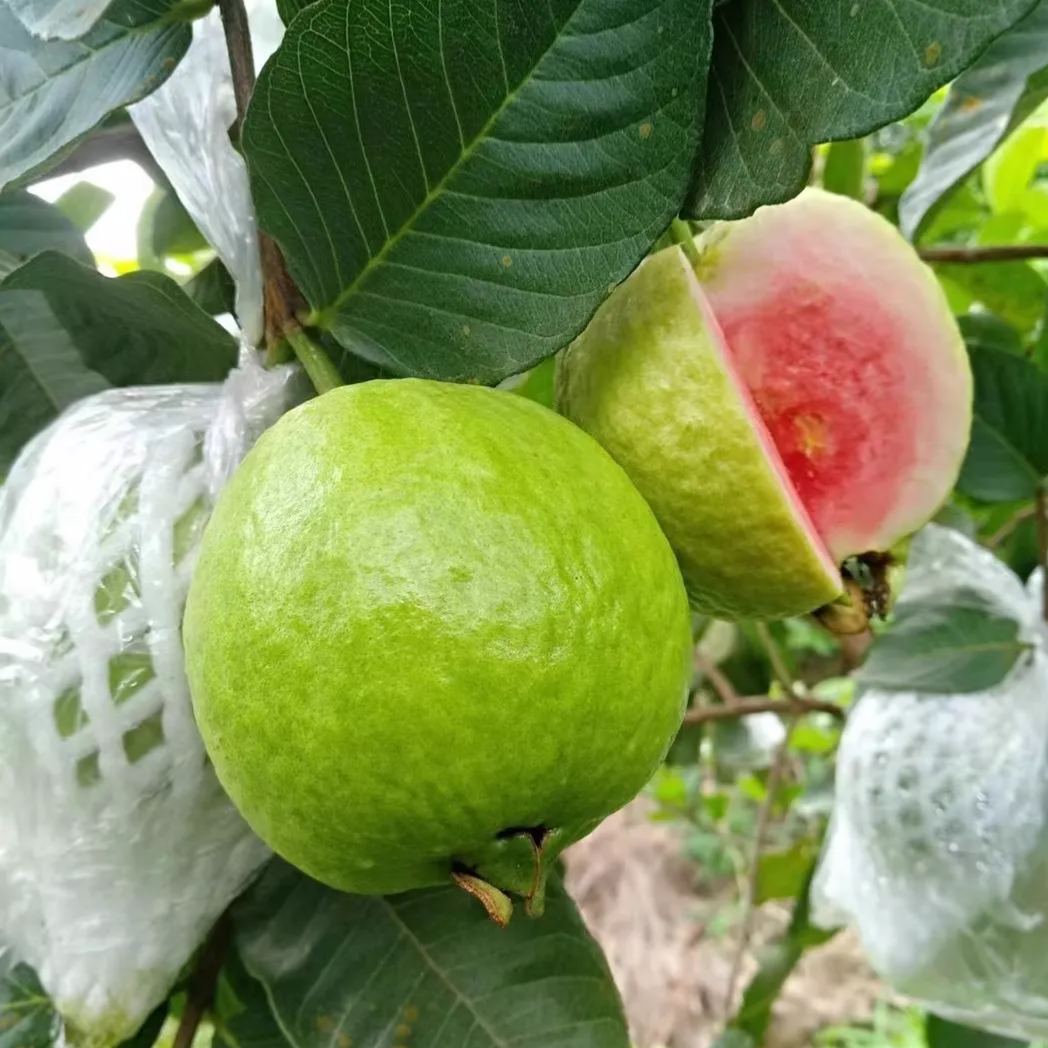 [Copy]Cream Pearl Guava Seeds