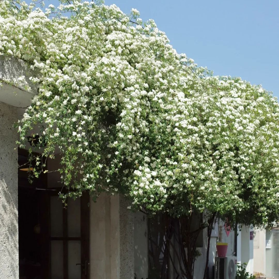 Thornless Lady Banks' Rose