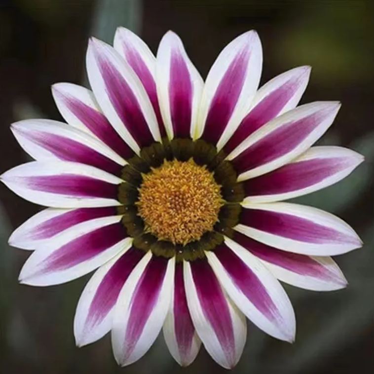 African Daisy Flowers - Gazania 50 Seeds
