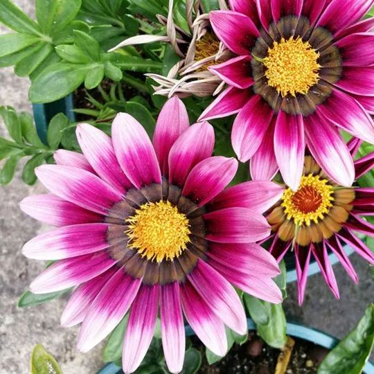 African Daisy Flowers - Gazania 50 Seeds