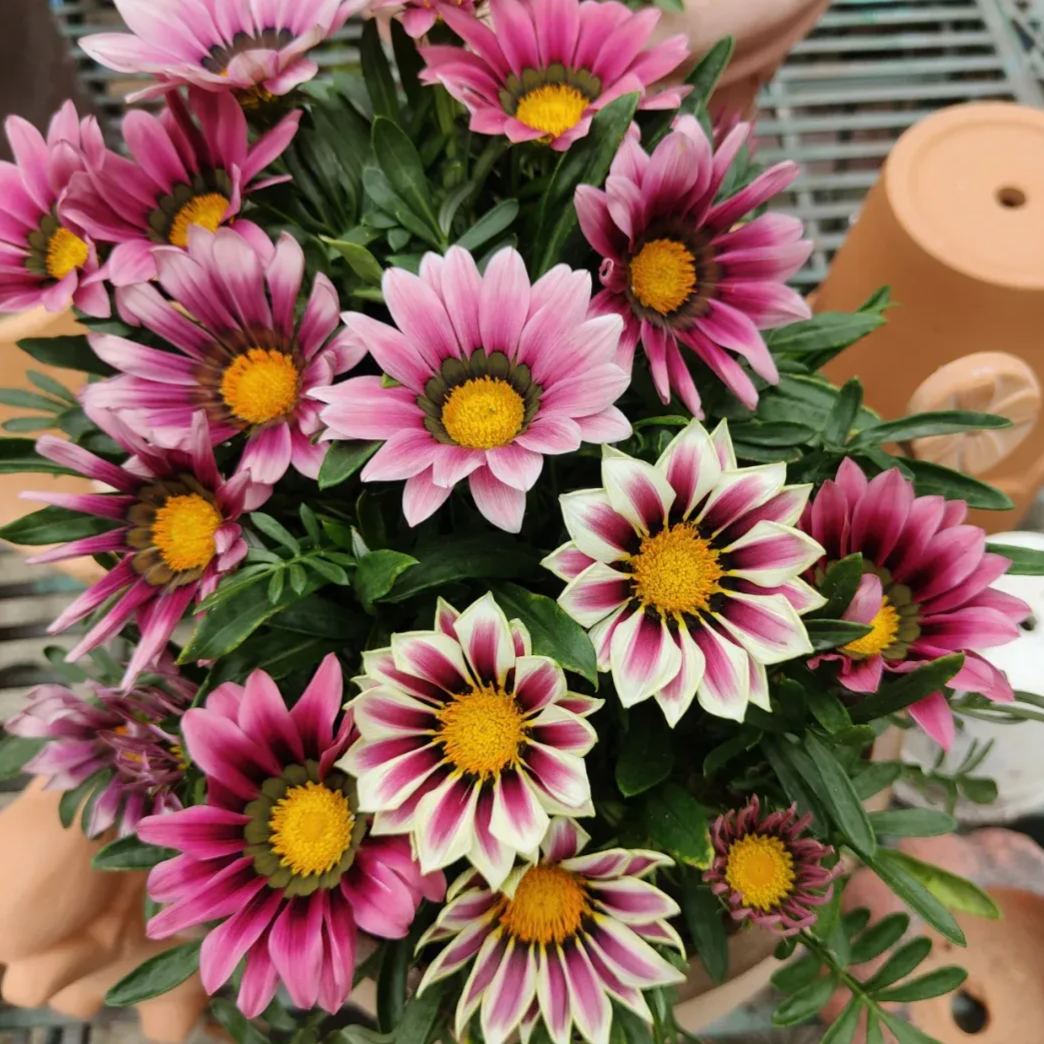 African Daisy Flowers - Gazania 50 Seeds