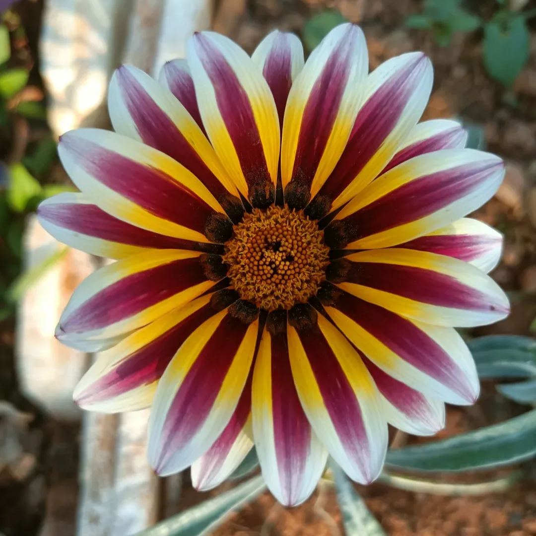 African Daisy Flowers - Gazania 50 Seeds