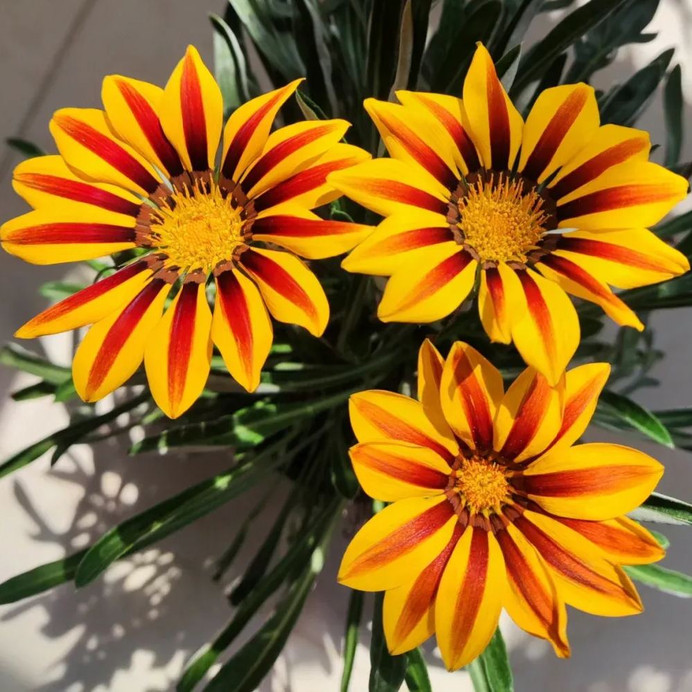 African Daisy Flowers - Gazania 50 Seeds