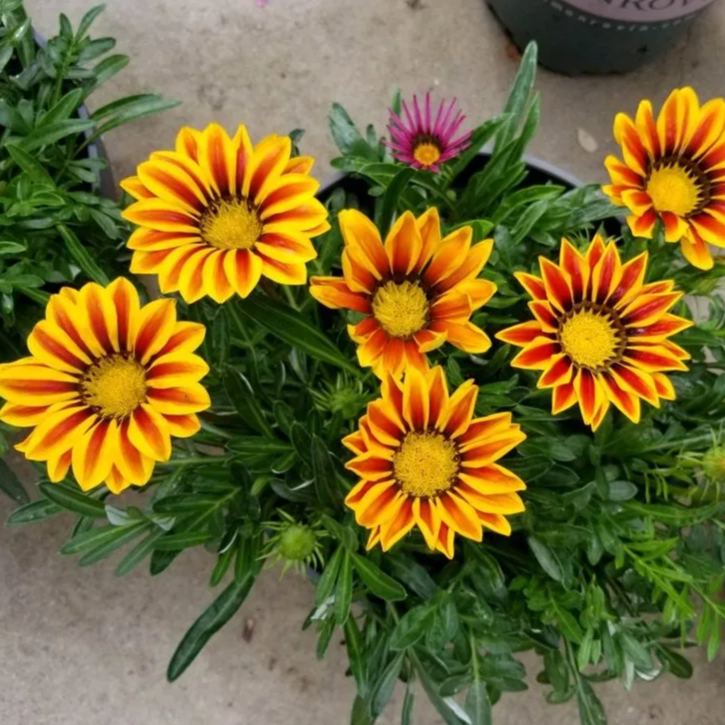 African Daisy Flowers - Gazania 50 Seeds