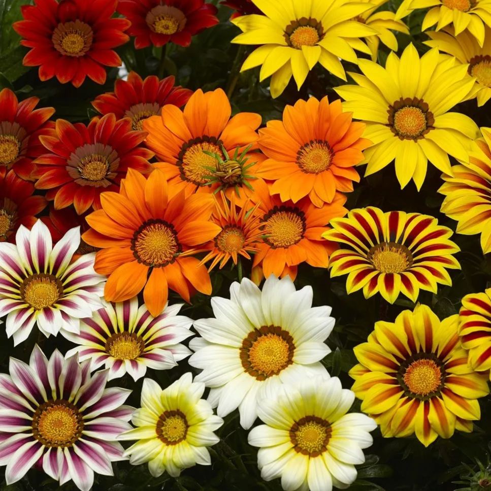 African Daisy Flowers - Gazania 50 Seeds