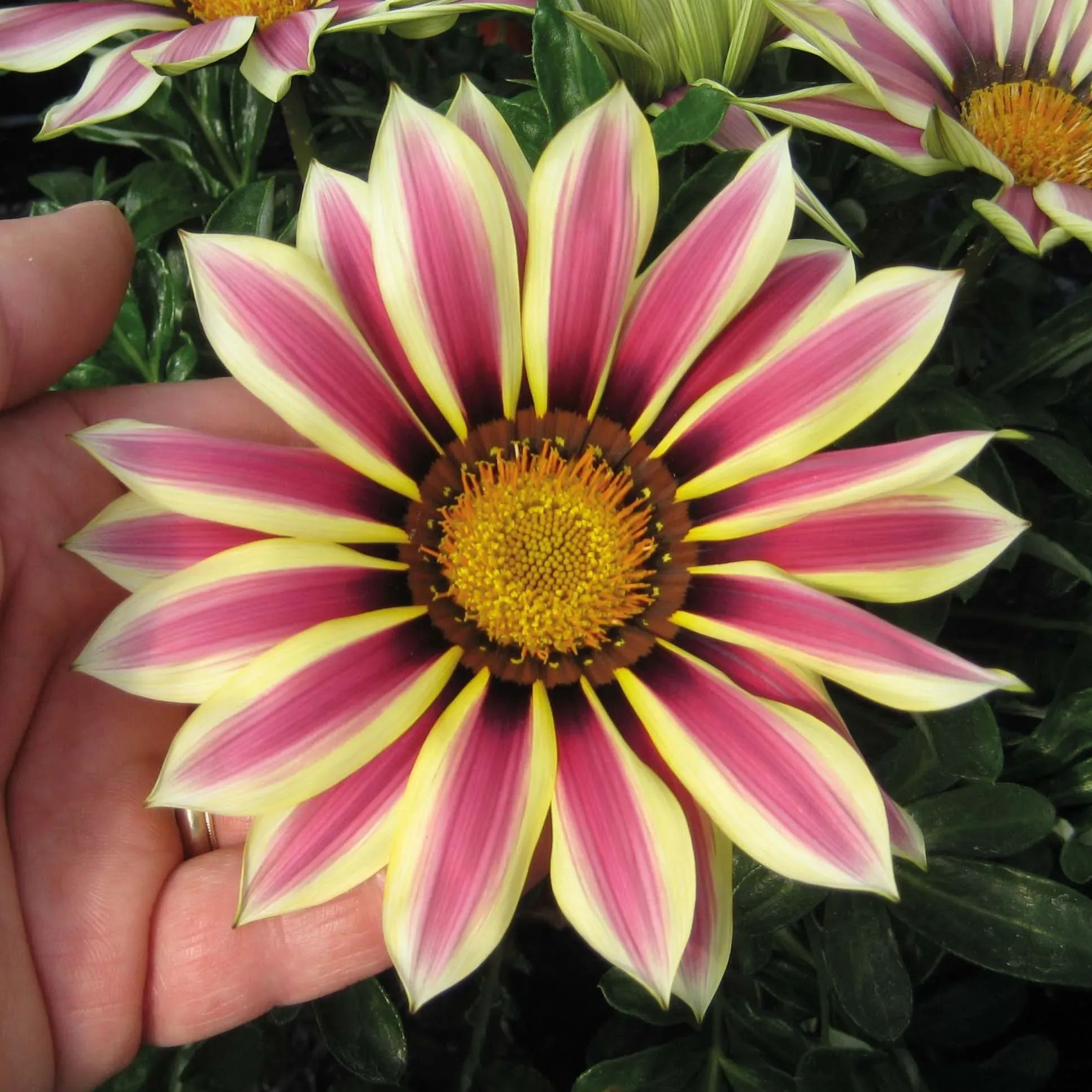 African Daisy Flowers - Gazania 50 Seeds