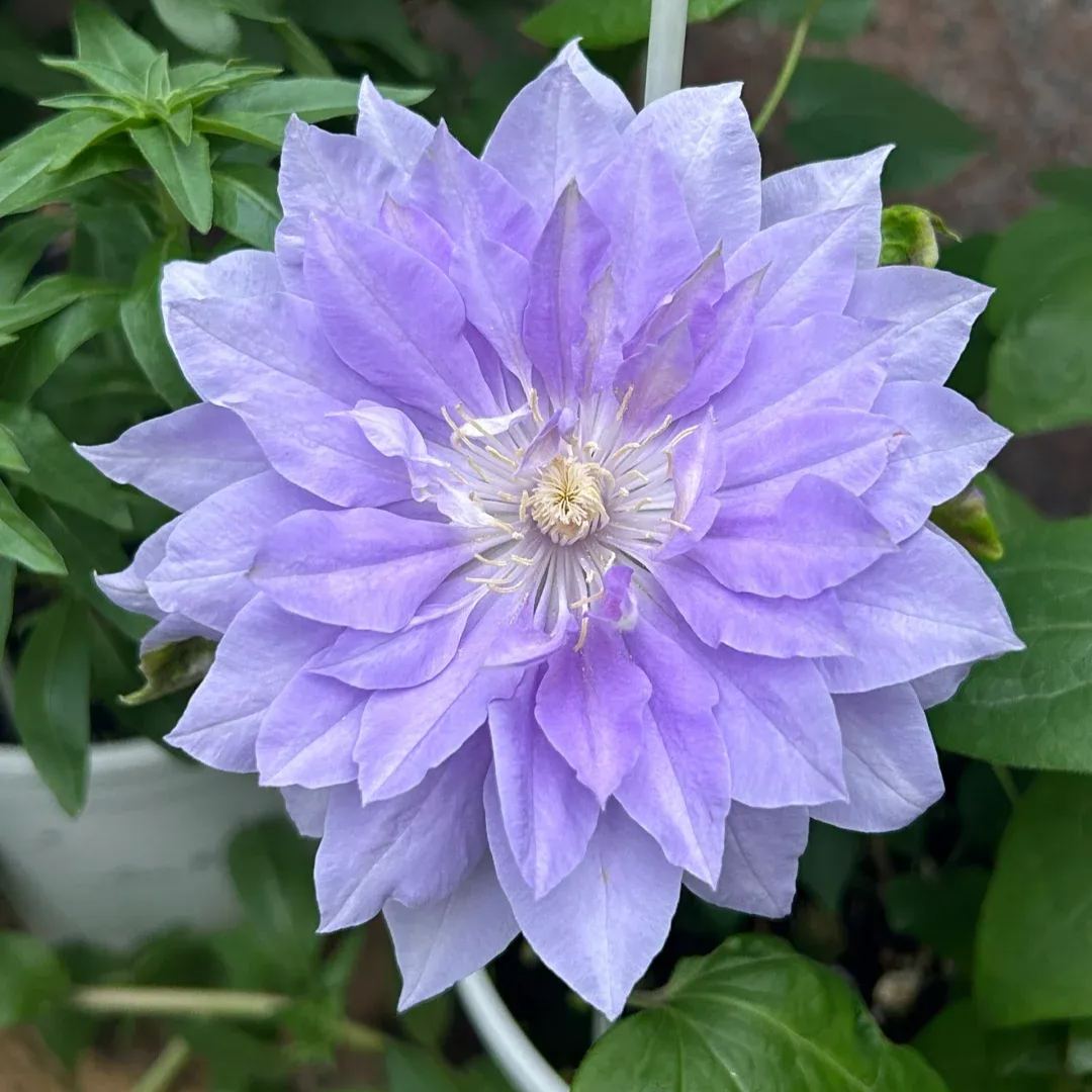 🔥Climbing Clematis Seeds💜