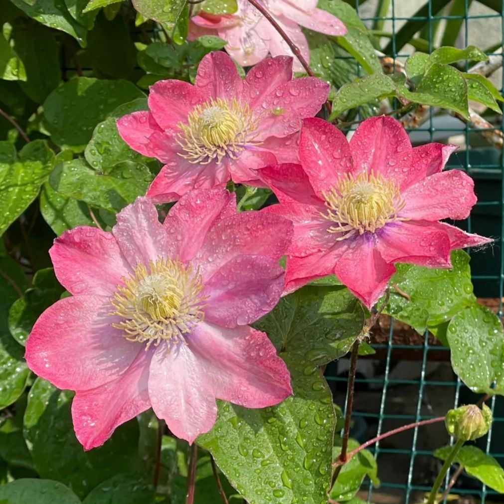 🔥Climbing Clematis Seeds💜