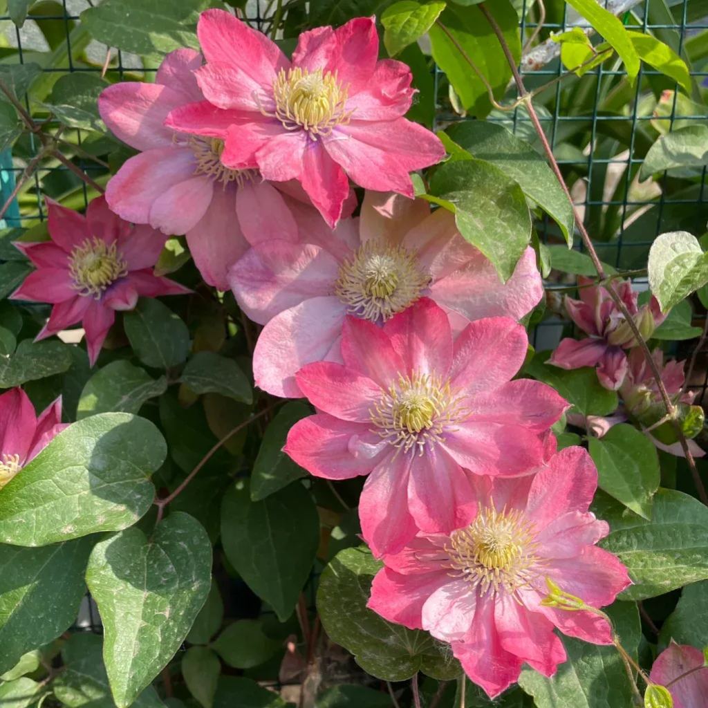 🔥Climbing Clematis Seeds💜