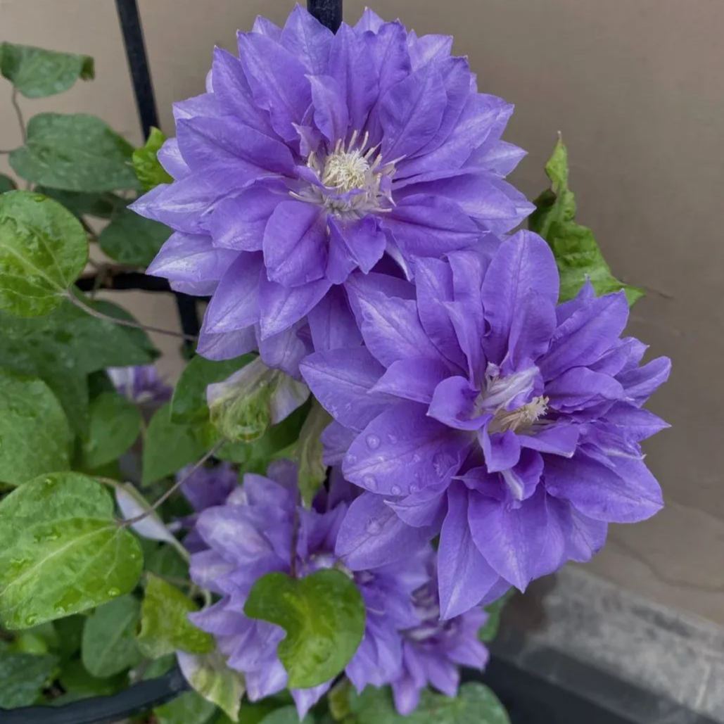 🔥Climbing Clematis Seeds💜