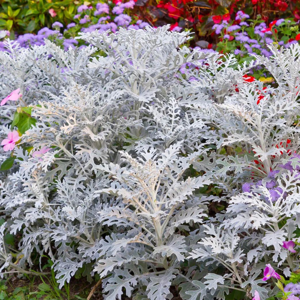 Dusty Miller Snow White Elf Flower