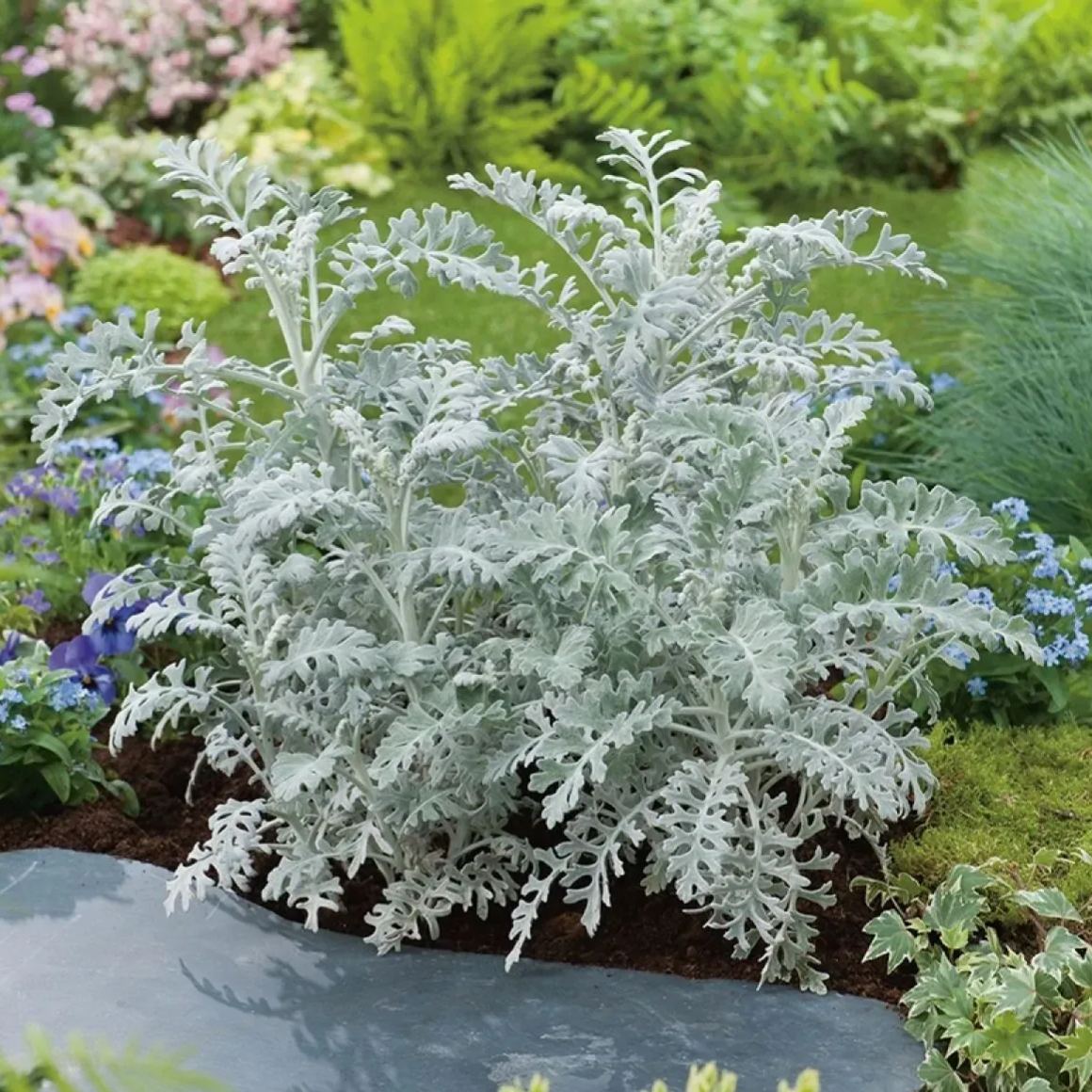 Dusty Miller Snow White Elf Flower