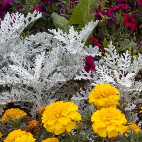 Dusty Miller Snow White Elf Flower