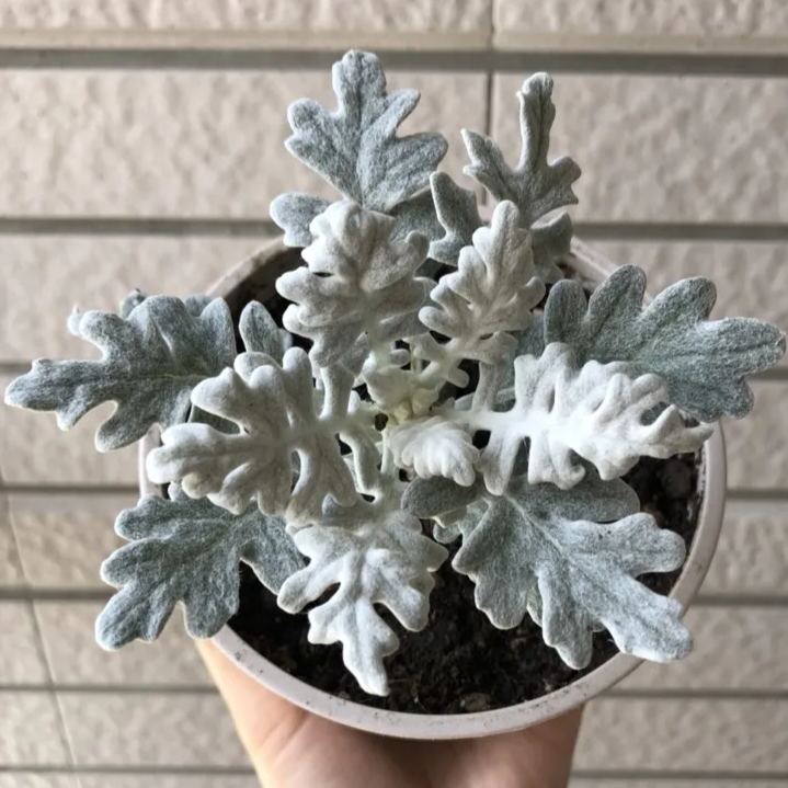 Dusty Miller Snow White Elf Flower