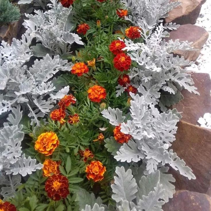 Dusty Miller Snow White Elf Flower