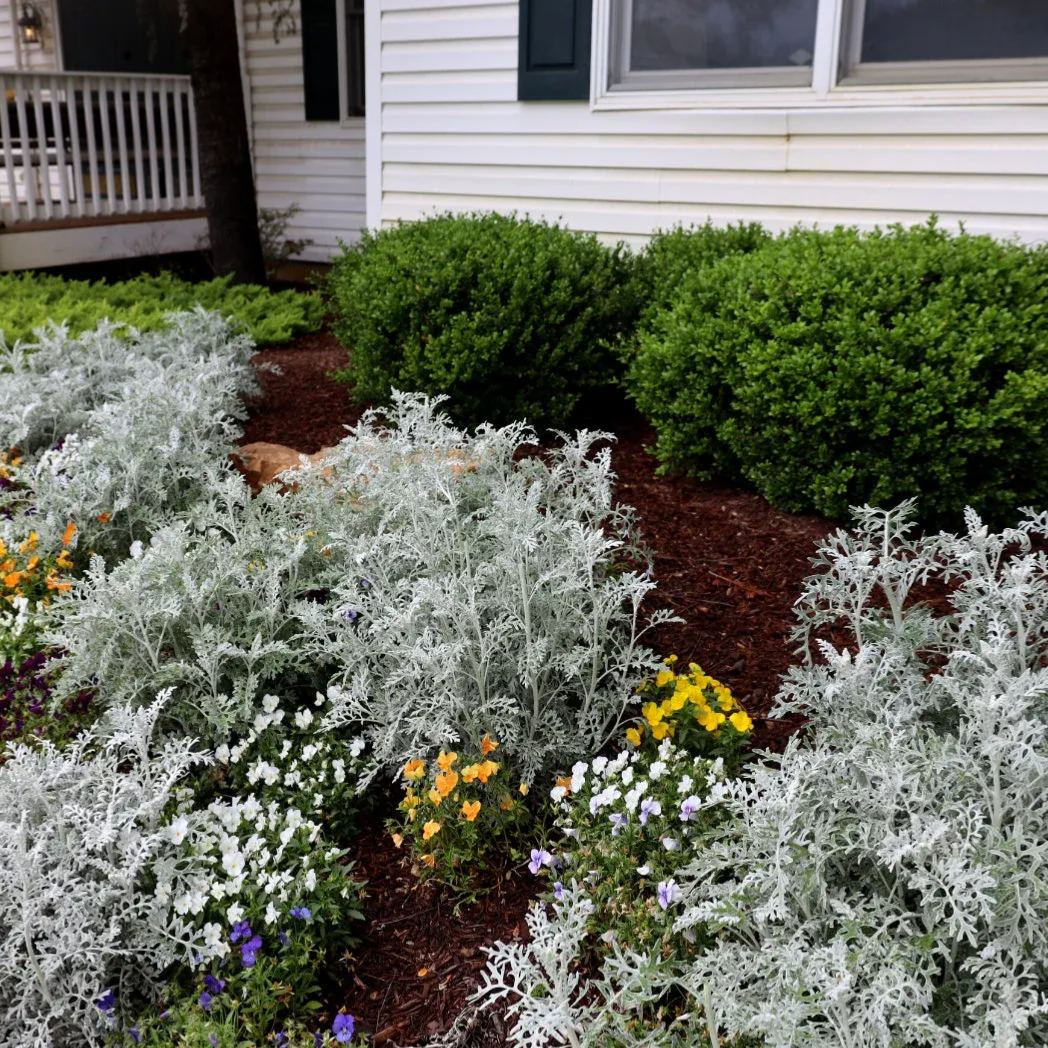 Dusty Miller Snow White Elf Flower