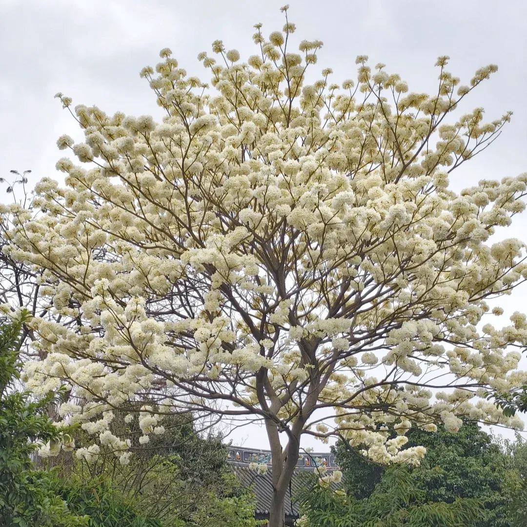 🌸 Trumpet Tree Seeds: Bloom Beauty, Grow Grace! 🌿