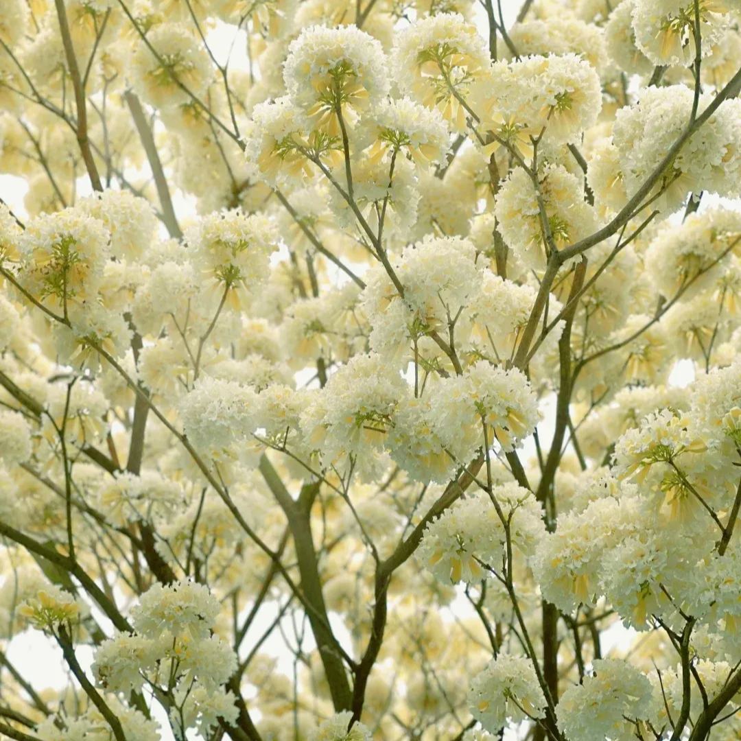 🌸 Trumpet Tree Seeds: Bloom Beauty, Grow Grace! 🌿