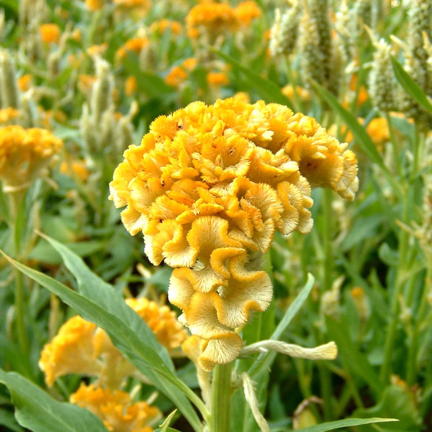 Colorful Cockscomb Seeds-- Easy to grow
